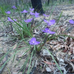 Patersonia sericea var. sericea at Termeil, NSW - 13 Sep 2020