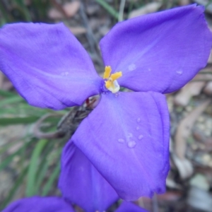 Patersonia sericea var. sericea at Termeil, NSW - 13 Sep 2020