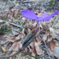 Patersonia sericea var. sericea at Termeil, NSW - 13 Sep 2020