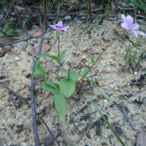 Schelhammera undulata at Termeil, NSW - 13 Sep 2020