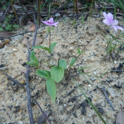 Schelhammera undulata (Lilac Lily) at Meroo National Park - 13 Sep 2020 by GLemann