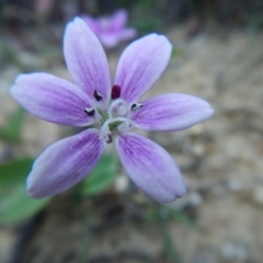 Schelhammera undulata at Termeil, NSW - 13 Sep 2020