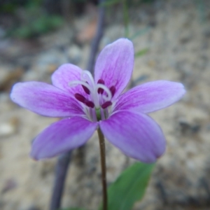 Schelhammera undulata at Termeil, NSW - 13 Sep 2020