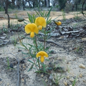 Gompholobium grandiflorum at Termeil, NSW - 13 Sep 2020