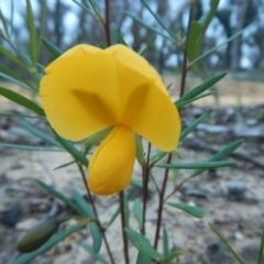 Gompholobium grandiflorum at Termeil, NSW - 13 Sep 2020