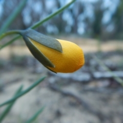 Gompholobium grandiflorum at Termeil, NSW - 13 Sep 2020