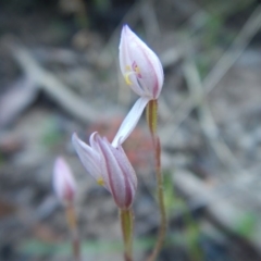 Caladenia sp. (A Caladenia) at Meroo National Park - 13 Sep 2020 by GLemann