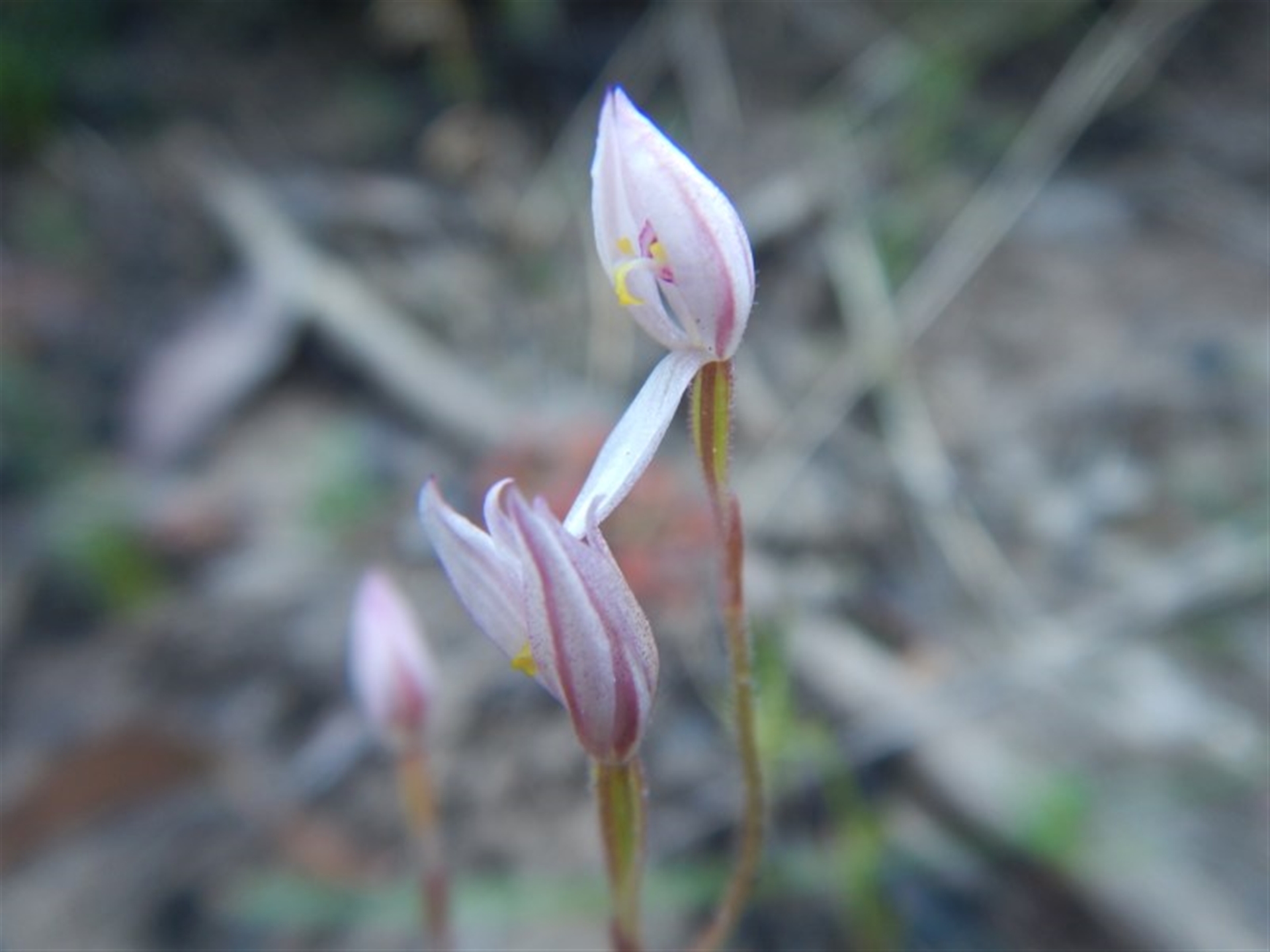 Caladenia sp. at Termeil, NSW - suppressed