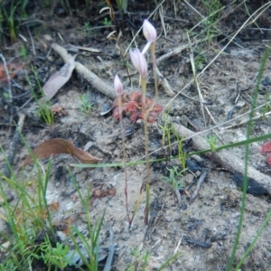 Caladenia sp. at Termeil, NSW - 13 Sep 2020