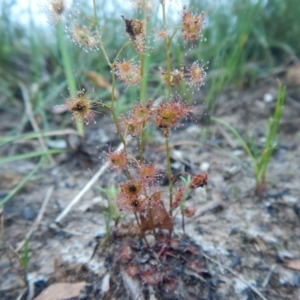 Drosera peltata at Meroo National Park - 13 Sep 2020