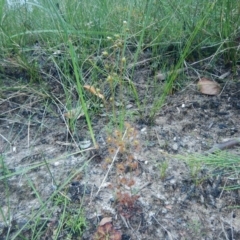 Drosera peltata at Meroo National Park - 13 Sep 2020