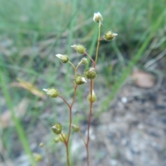 Drosera peltata at Meroo National Park - 13 Sep 2020