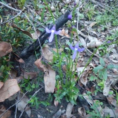 Lobelia dentata (Toothed Lobelia) at Meroo National Park - 13 Sep 2020 by GLemann