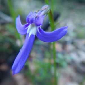 Lobelia dentata at Termeil, NSW - 13 Sep 2020