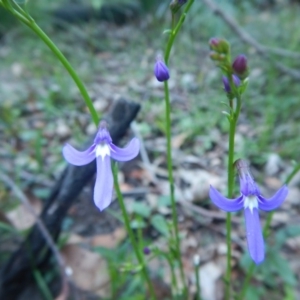 Lobelia dentata at Termeil, NSW - 13 Sep 2020