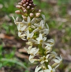 Stackhousia monogyna (Creamy Candles) at Mount Majura - 11 Sep 2020 by AaronClausen