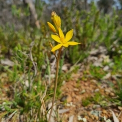 Bulbine bulbosa (Golden Lily) at Majura, ACT - 11 Sep 2020 by AaronClausen