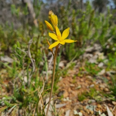 Bulbine bulbosa (Golden Lily, Bulbine Lily) at Majura, ACT - 12 Sep 2020 by AaronClausen