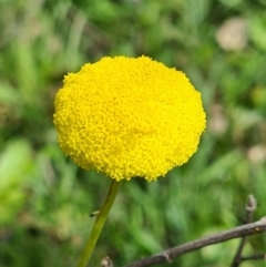 Craspedia variabilis (Common Billy Buttons) at Majura, ACT - 12 Sep 2020 by AaronClausen