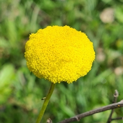 Craspedia variabilis (Common Billy Buttons) at Majura, ACT - 12 Sep 2020 by AaronClausen