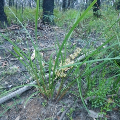 Lomandra multiflora (Many-flowered Matrush) at Termeil, NSW - 13 Sep 2020 by GLemann