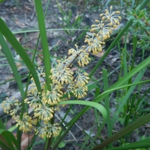 Lomandra multiflora at Termeil, NSW - 13 Sep 2020