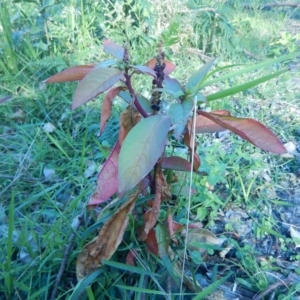 Phytolacca octandra at Meroo National Park - 13 Sep 2020