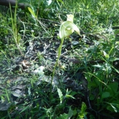 Pterostylis baptistii (King Greenhood) at Termeil, NSW - 13 Sep 2020 by GLemann