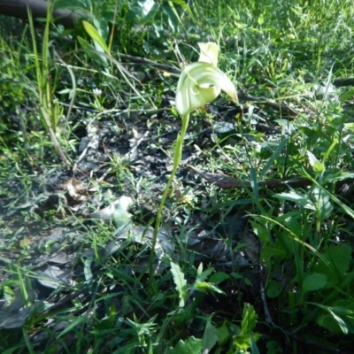 Pterostylis baptistii (King Greenhood) at Meroo National Park - 13 Sep 2020 by GLemann