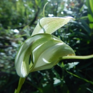 Pterostylis baptistii at Termeil, NSW - 13 Sep 2020