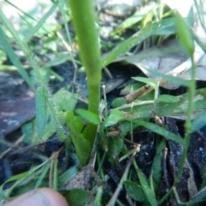 Pterostylis baptistii at Termeil, NSW - 13 Sep 2020