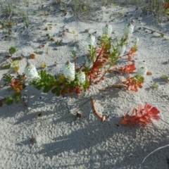 Stackhousia spathulata (Coast Stackhousia) at Meroo National Park - 13 Sep 2020 by GLemann