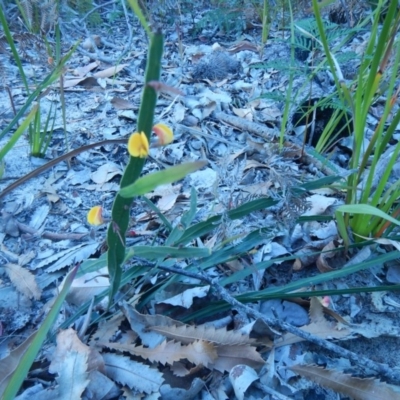 Bossiaea ensata (Sword Bossiaea) at Termeil, NSW - 13 Sep 2020 by GLemann