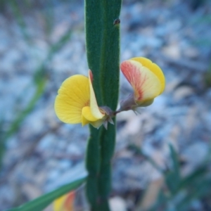 Bossiaea ensata at Termeil, NSW - 13 Sep 2020