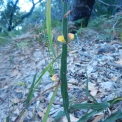 Bossiaea ensata at Termeil, NSW - 13 Sep 2020 04:30 PM