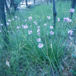 Sowerbaea juncea at Termeil, NSW - 13 Sep 2020