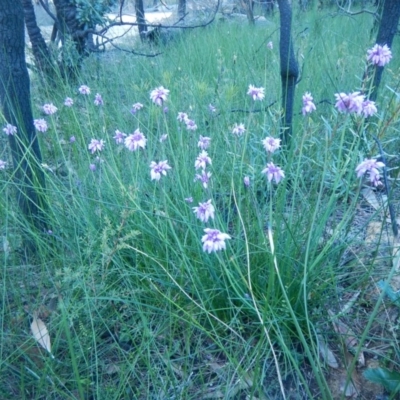 Sowerbaea juncea (Vanilla Lily) at Meroo National Park - 13 Sep 2020 by GLemann