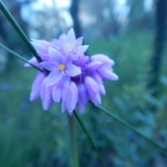 Sowerbaea juncea at Termeil, NSW - 13 Sep 2020