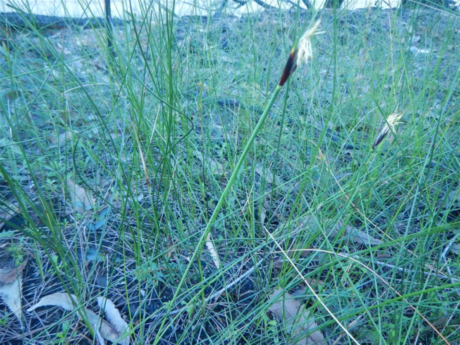 Ptilothrix deusta at Termeil, NSW - 13 Sep 2020 04:42 PM
