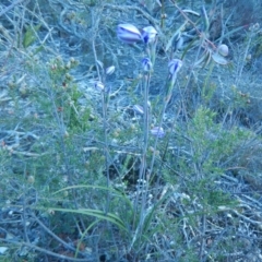 Thelymitra sp. (A Sun Orchid) at Meroo National Park - 13 Sep 2020 by GLemann