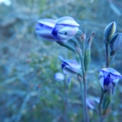 Thelymitra sp. at Termeil, NSW - suppressed