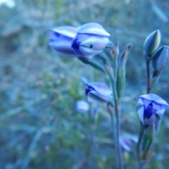 Thelymitra (genus) at Termeil, NSW - suppressed