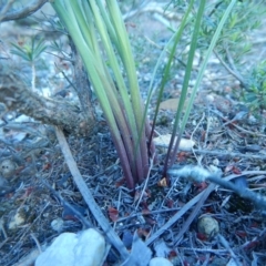 Thelymitra sp. at Termeil, NSW - 13 Sep 2020