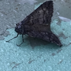 Dysbatus undescribed species (A Line-moth) at Aranda, ACT - 13 Sep 2020 by Jubeyjubes