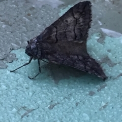 Dysbatus undescribed species (A Line-moth) at Aranda, ACT - 14 Sep 2020 by Jubeyjubes