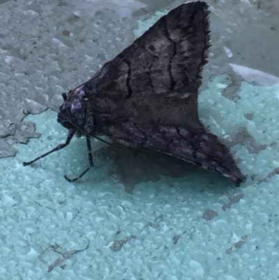 Dysbatus undescribed species (A Line-moth) at Aranda, ACT - 13 Sep 2020 by Jubeyjubes