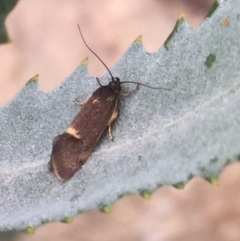 Leistomorpha brontoscopa (A concealer moth) at Aranda, ACT - 13 Sep 2020 by Jubeyjubes