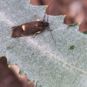 Leistomorpha brontoscopa at Aranda, ACT - 13 Sep 2020