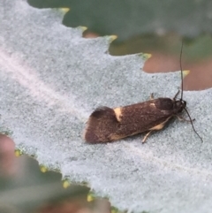 Leistomorpha brontoscopa at Aranda, ACT - 13 Sep 2020