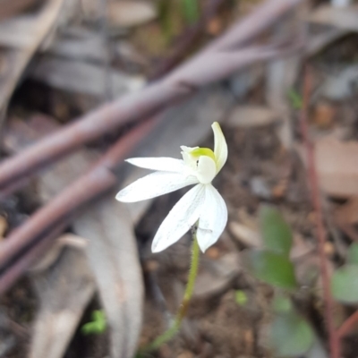 Caladenia fuscata (Dusky Fingers) at Downer, ACT - 11 Sep 2020 by Kito